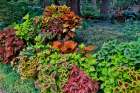 USA, Washington State, Sammamish. Coleus in planters in garden Art Print